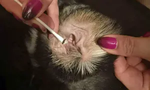 Czyszczenie ucha psa, widoczny czarny brud w uszach psa na patyczku kosmetycznym.