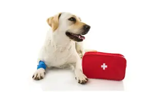 Labrador z opatrzoną łapą i czerwoną apteczką. Gotowy na wszystko, nawet na apap dla psa.