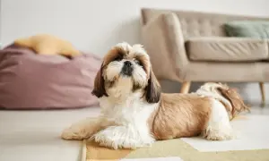 Uroczy szczeniak w domu, leżący na dywanie obok pufy i kanapy.