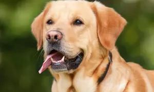 Zastanawiasz się, czy pies może jeść jogurt naturalny? Ten uroczy labrador z pewnością by się ucieszył z takiej przekąski!