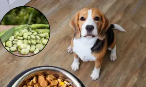 Czy pies może jeść bob? Na zdjęciu beagle siedzi obok miski z karmą, a w okręgu widać świeże boby.