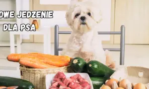 Biały piesek czeka na domowe jedzenie dla psa: marchew, cukinia, mięso i jajka.