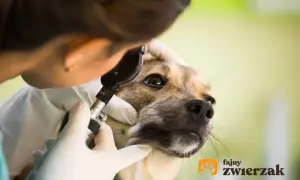 Weterynarz bada jaskrę u psa, delikatnie przykładając otoskop do oka. Piesek spokojnie znosi badanie.