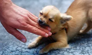 Mały, beżowy szczeniak chihuahua delikatnie gryzie dłoń. To jego sposób na poznawanie świata i nauka, dlaczego szczeniak gryzie.