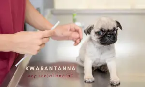 Mały mopsik na stole weterynaryjnym, obok dłoni trzymającej strzykawkę. Tekst: "Kwarantanna czy socjalizacja?".