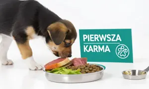 Mały piesek wącha miskę z karmą i mięsem. Tabliczka informuje: "Pierwsza karma".
