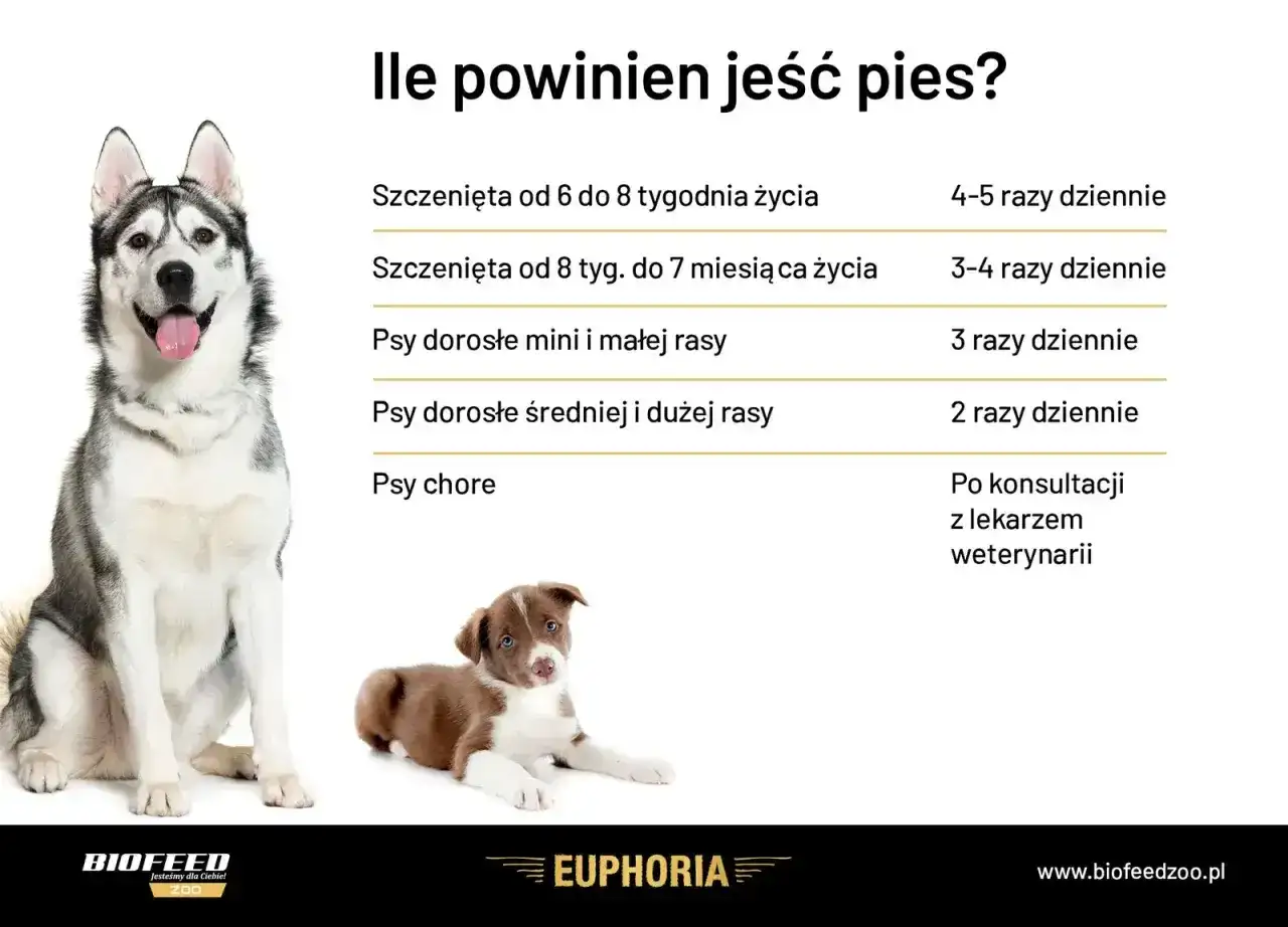 Tabela informuje, ile razy dziennie karmić szczeniaka i dorosłego psa. Szczenięta od 6-8 tyg. jedzą 4-5 razy, starsze 3-4 razy. Dorosłe psy małe 3 razy, duże 2 razy. Chore psy po konsultacji z weterynarzem.