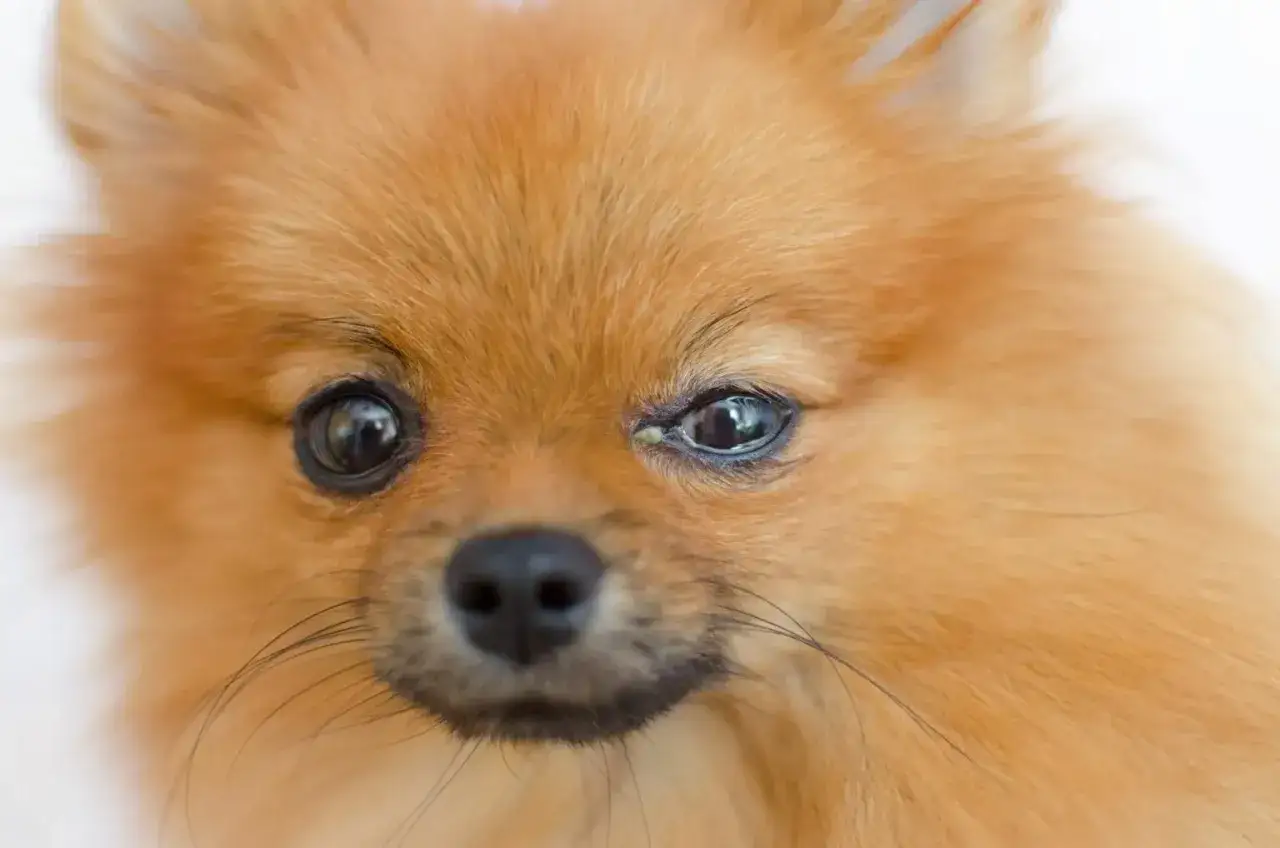 Pomeranian z łzawiącym okiem, widoczny fragment pyszczka.
