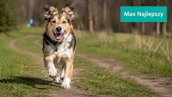 Radosny piesek Max biegnie ścieżką. Szukasz najładniejszych imion dla psa samca? Max to świetny wybór!