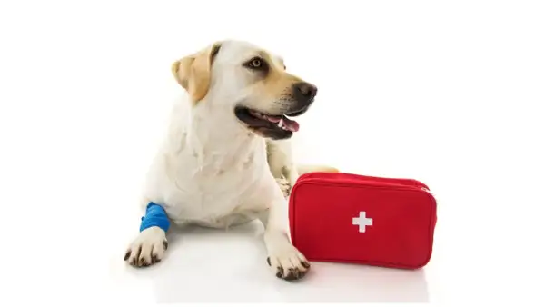Labrador z opatrzoną łapą i czerwoną apteczką. Gotowy na wszystko, nawet na apap dla psa.